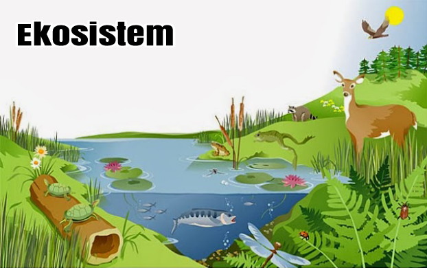 Detail Gambar Komponen Ekosistem Nomer 3