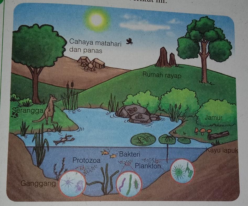 Detail Gambar Komponen Ekosistem Nomer 31