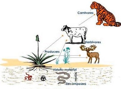 Detail Gambar Komponen Ekosistem Nomer 6