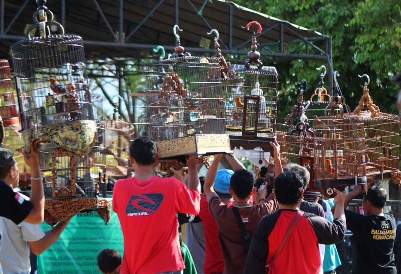 Detail Gambar Kontes Burung Nomer 28