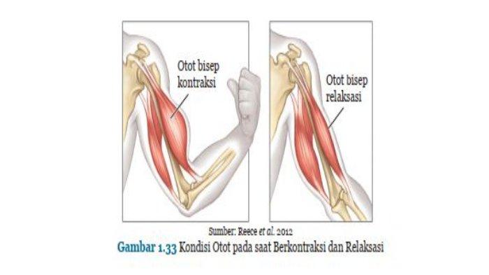 Detail Gambar Kontraksi Otot Nomer 21