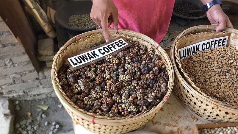 Detail Gambar Kopi Dan Luwak Nomer 10