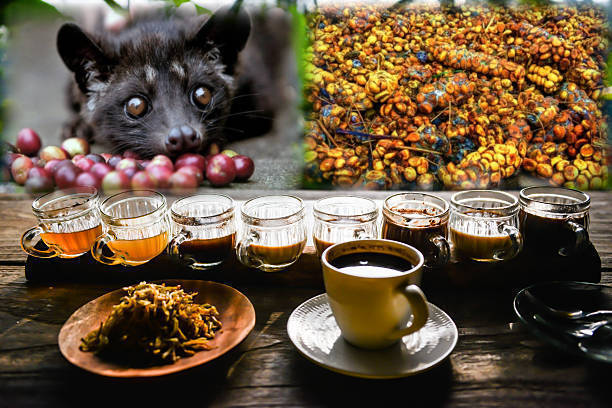 Detail Gambar Kopi Dan Luwak Nomer 50