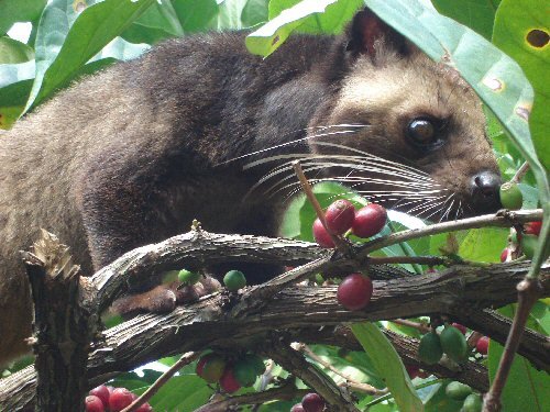 Detail Gambar Kopi Luwak Nomer 43