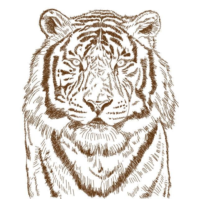 Detail Gambar Kosong Bentuk Harimau Nomer 5