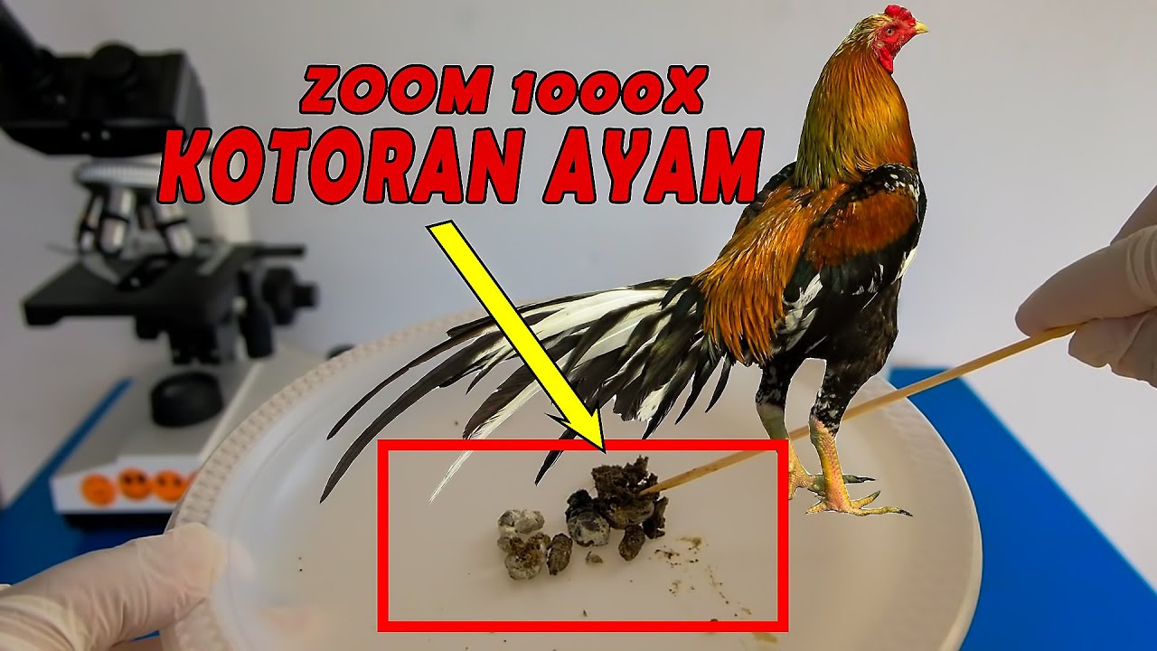 Detail Gambar Kotoran Ayam Nomer 50