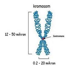 Detail Gambar Kromosom Dan Bagiannya Nomer 15