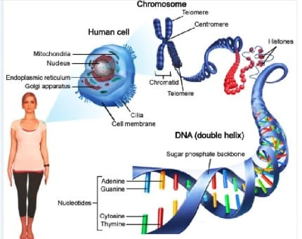 Detail Gambar Kromosom Dan Bagiannya Nomer 21