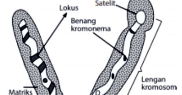 Detail Gambar Kromosom Dan Bagiannya Nomer 23