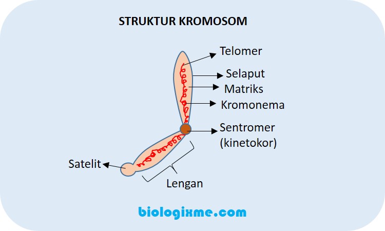 Detail Gambar Kromosom Dan Bagiannya Nomer 25