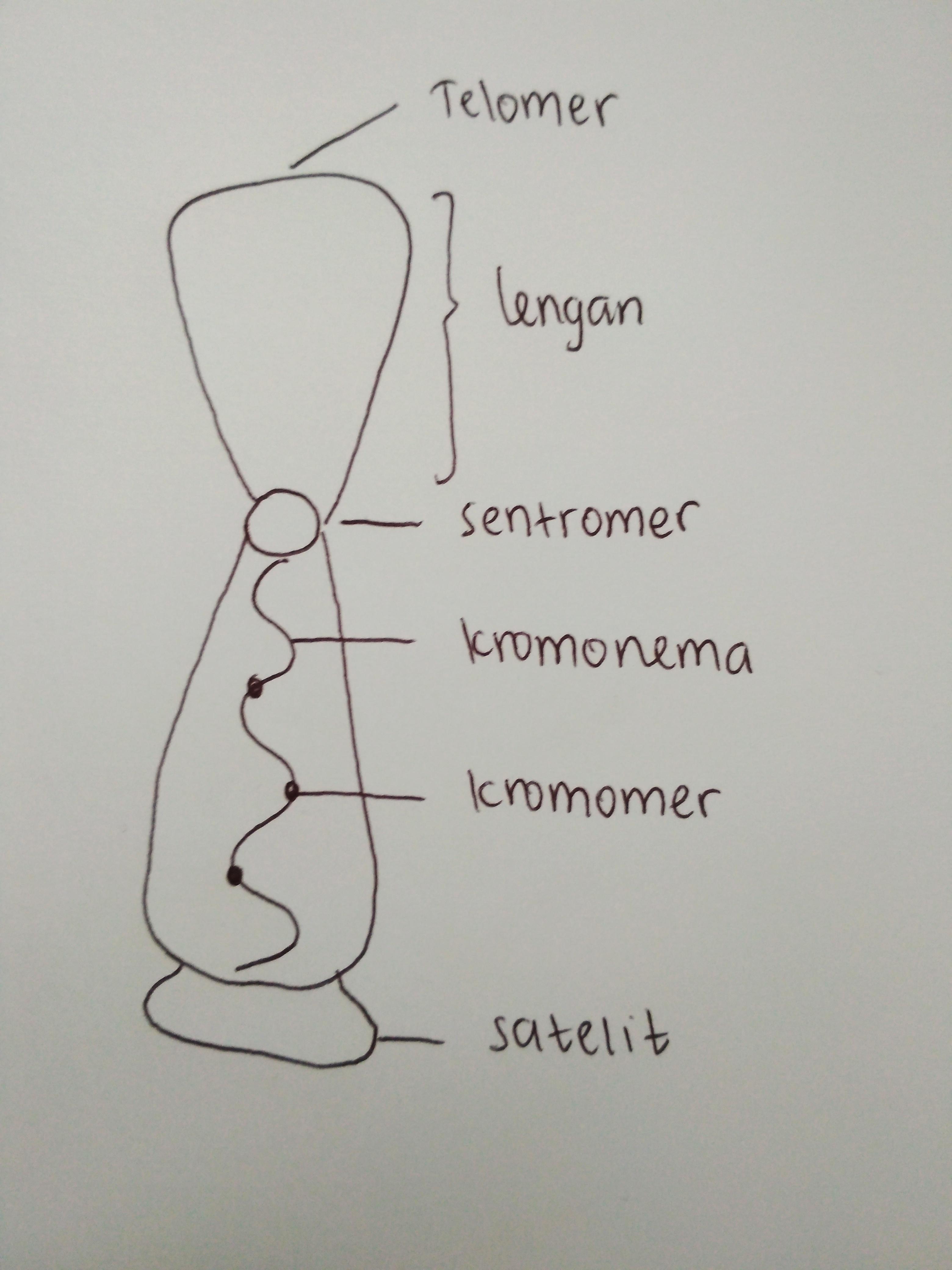 Detail Gambar Kromosom Dan Bagiannya Nomer 4