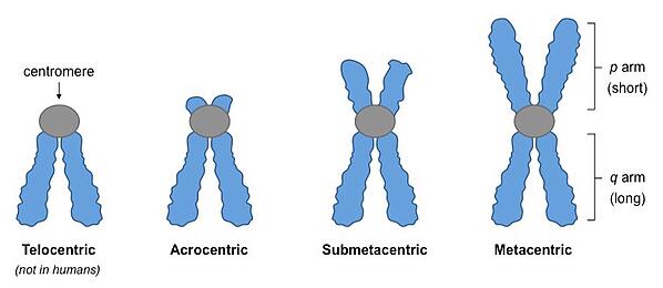 Detail Gambar Kromosom Dan Bagiannya Nomer 29