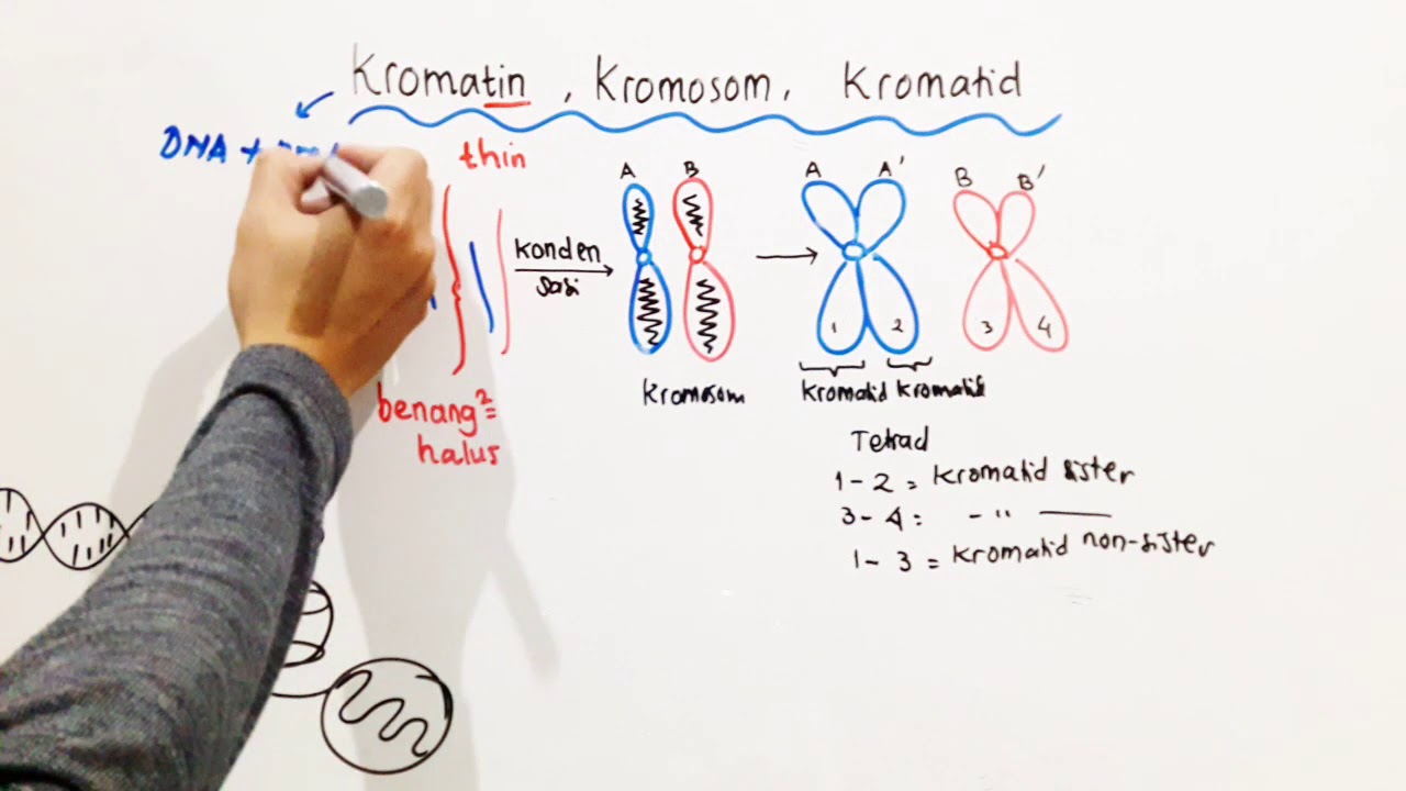 Detail Gambar Kromosom Dan Bagiannya Nomer 35