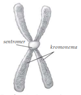 Detail Gambar Kromosom Dan Bagiannya Nomer 39