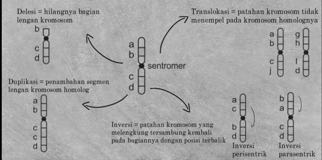 Detail Gambar Kromosom Dan Bagiannya Nomer 40