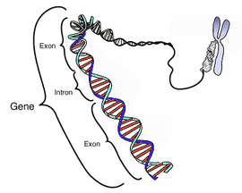 Detail Gambar Kromosom Dan Bagiannya Nomer 45
