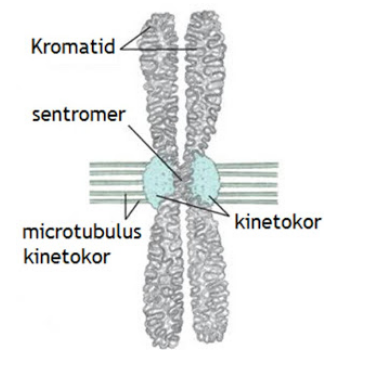 Detail Gambar Kromosom Dan Bagiannya Nomer 8