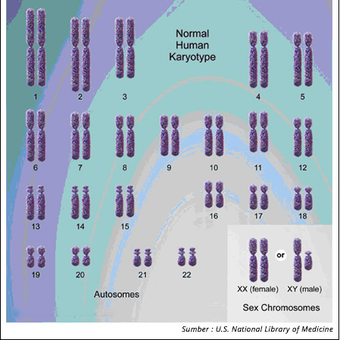 Detail Gambar Kromosom Laki Laki Dan Perempuan Nomer 11