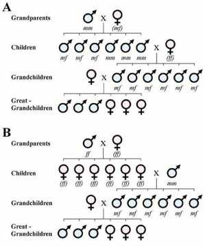 Detail Gambar Kromosom Laki Laki Dan Perempuan Nomer 14