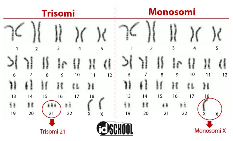 Detail Gambar Kromosom Laki Laki Dan Perempuan Nomer 15