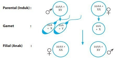 Detail Gambar Kromosom Laki Laki Dan Perempuan Nomer 17