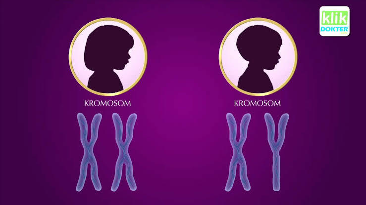 Detail Gambar Kromosom Laki Laki Dan Perempuan Nomer 18