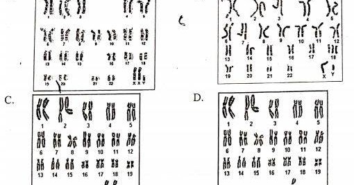 Detail Gambar Kromosom Laki Laki Dan Perempuan Nomer 19