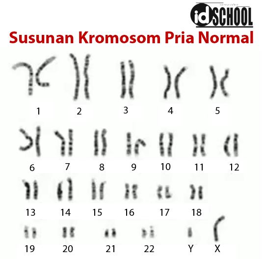 Detail Gambar Kromosom Laki Laki Dan Perempuan Nomer 3