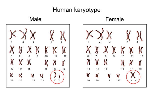 Detail Gambar Kromosom Laki Laki Dan Perempuan Nomer 4