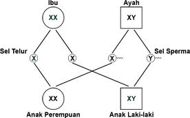 Detail Gambar Kromosom Laki Laki Dan Perempuan Nomer 30