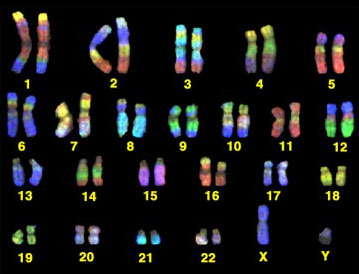Detail Gambar Kromosom Laki Laki Dan Perempuan Nomer 31