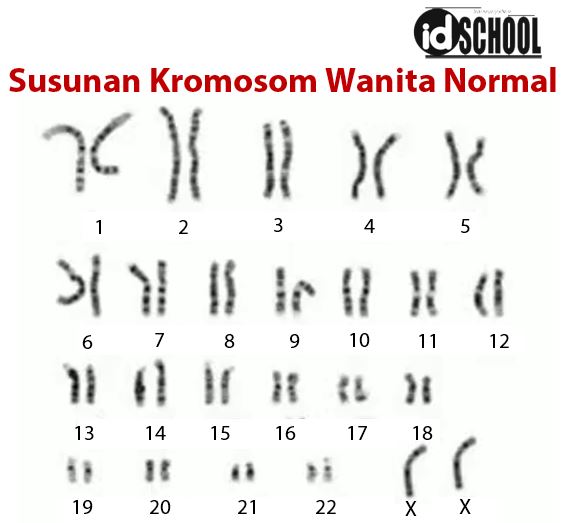 Detail Gambar Kromosom Laki Laki Dan Perempuan Nomer 5