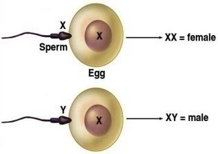 Detail Gambar Kromosom Laki Laki Dan Perempuan Nomer 47