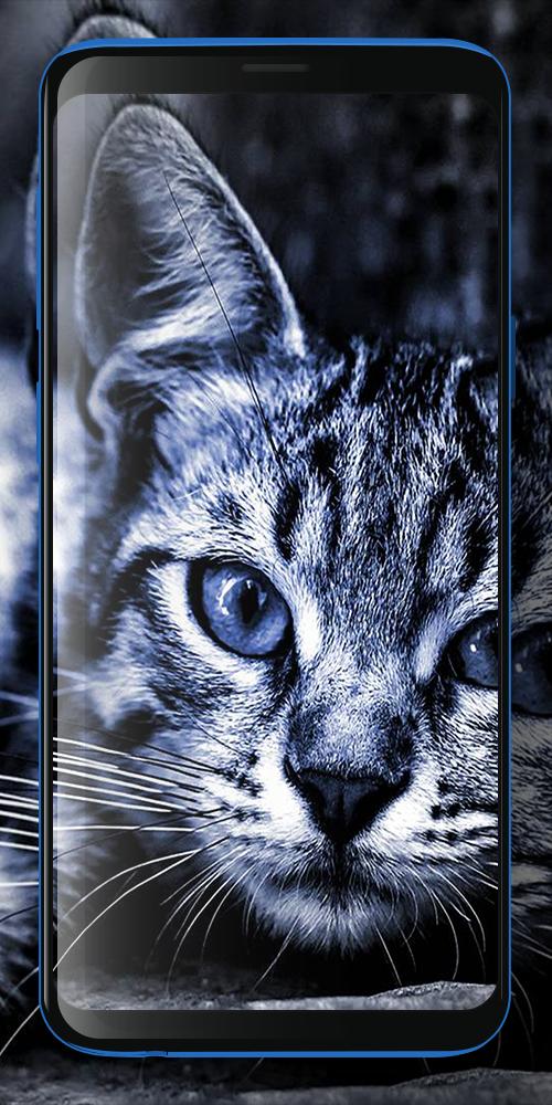 Detail Gambar Kucing 3 Dimensi Nomer 34