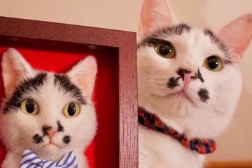 Detail Gambar Kucing 3 Dimensi Nomer 36