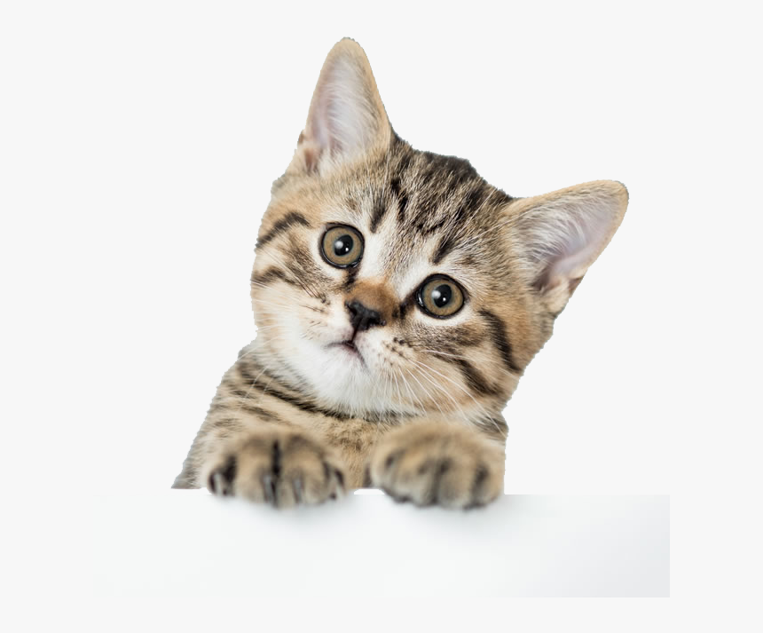 Detail Gambar Kucing American Shorthair Nomer 12