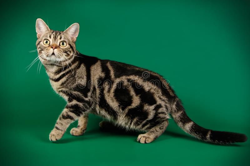 Detail Gambar Kucing American Shorthair Nomer 14