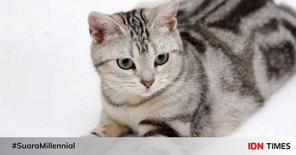 Detail Gambar Kucing American Shorthair Nomer 20