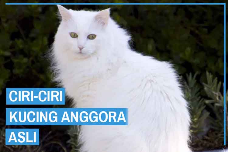 Download Gambar Kucing Anggora Asli Nomer 2