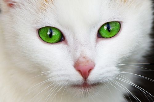 Detail Gambar Kucing Anggora Cantik Nomer 52