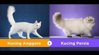 Detail Gambar Kucing Anggora Imut Nomer 29