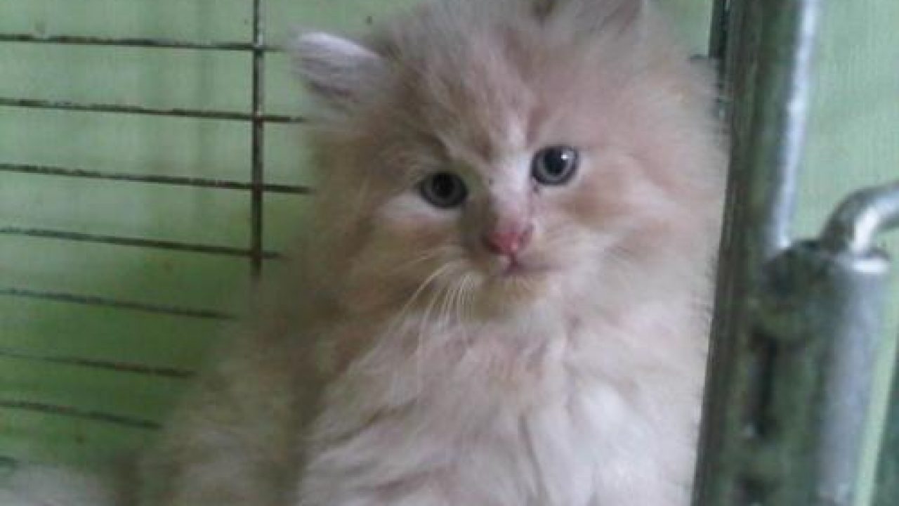 Detail Gambar Kucing Anggora Kecil Nomer 29