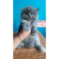 Detail Gambar Kucing Anggora Kecil Nomer 46