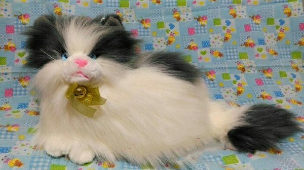 Gambar Kucing Anggora Putih - 54+ Koleksi Gambar