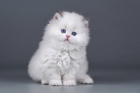 Gambar Kucing Anggora Putih Lucu - KibrisPDR