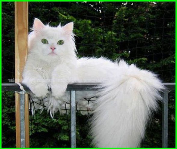 Detail Gambar Kucing Anggora Putih Lucu Nomer 3
