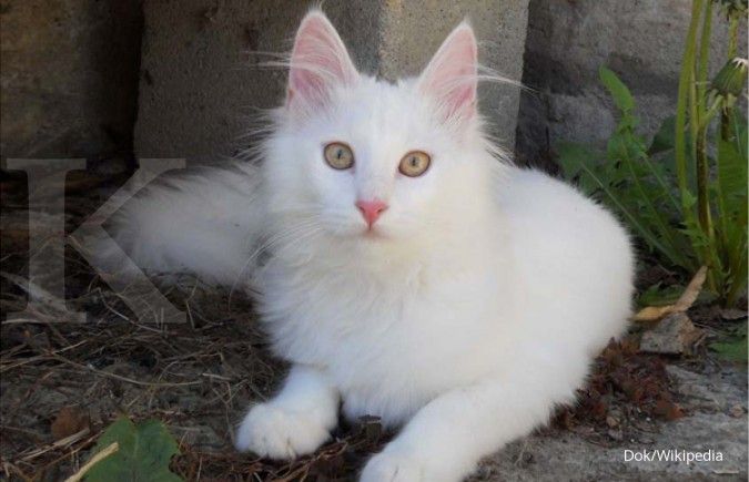 Gambar Kucing Anggora Warna Putih - KibrisPDR
