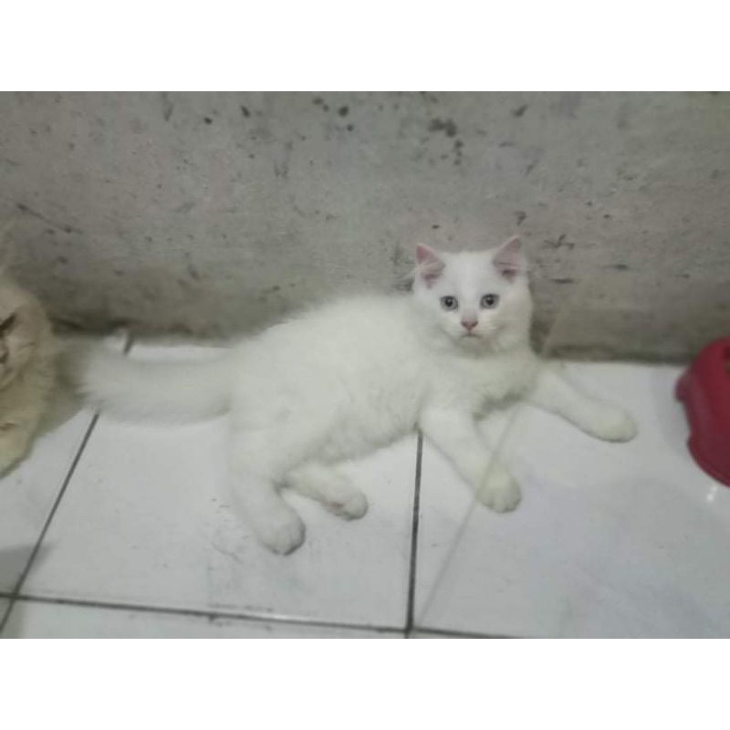 Detail Gambar Kucing Anggora Warna Putih Nomer 37