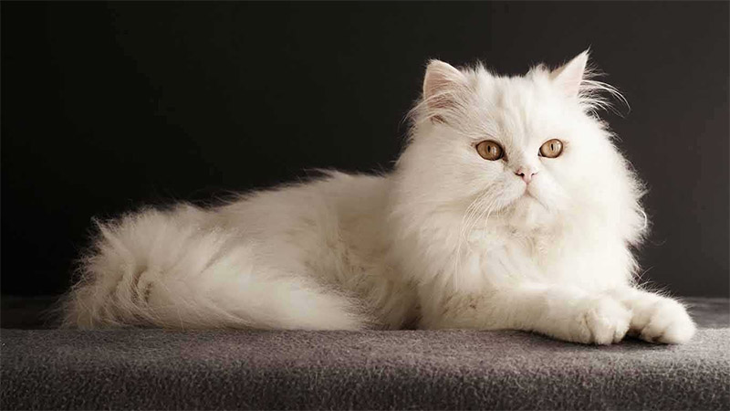 Detail Gambar Kucing Anggora Warna Putih Nomer 38