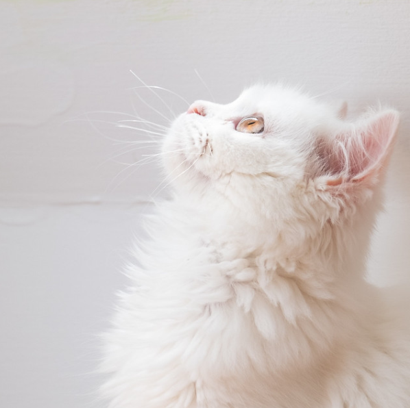 Detail Gambar Kucing Anggora Warna Putih Nomer 50